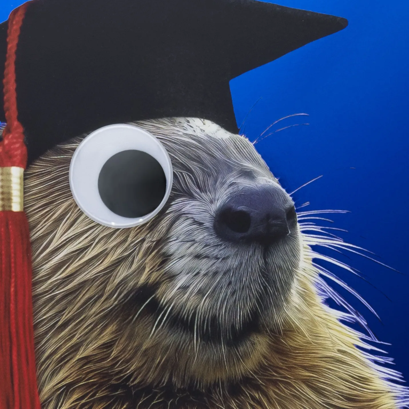A Dam Good Job Beaver Graduation Card
