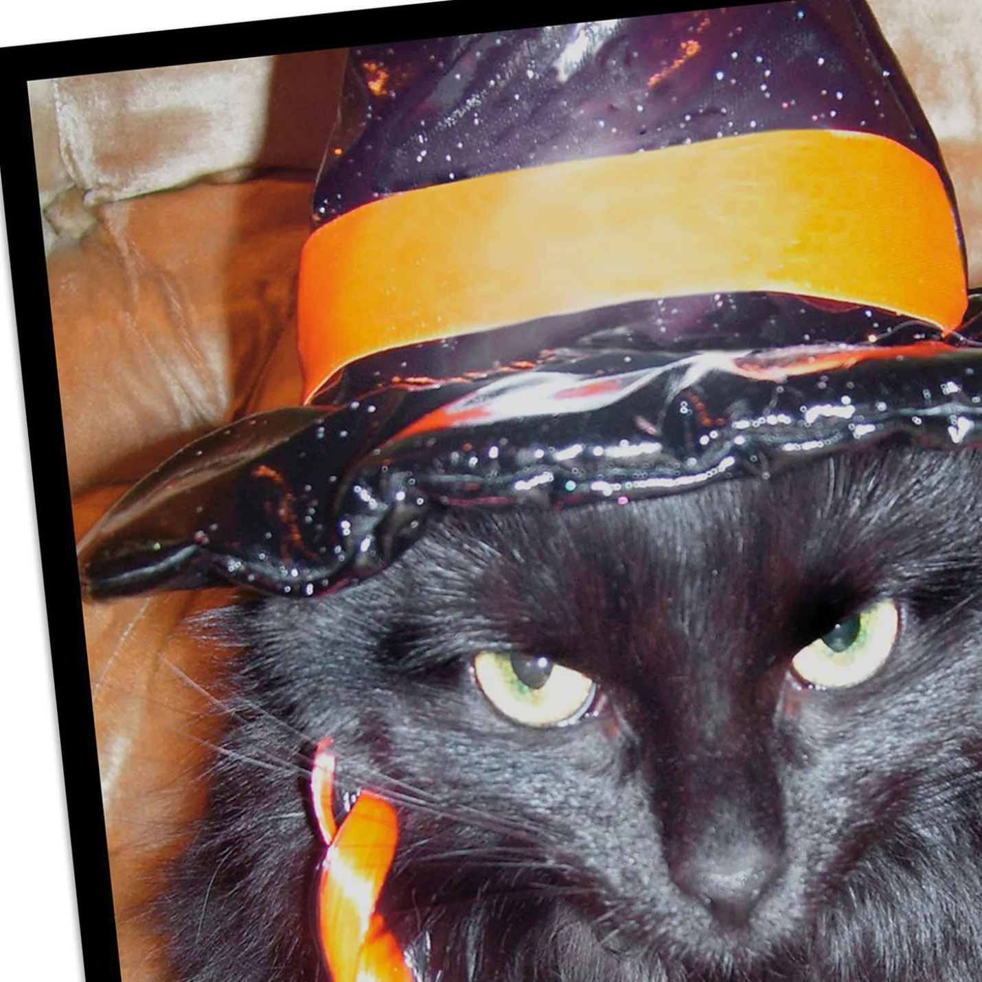 Angry Black Cat in Witch's Hat Funny Halloween Card