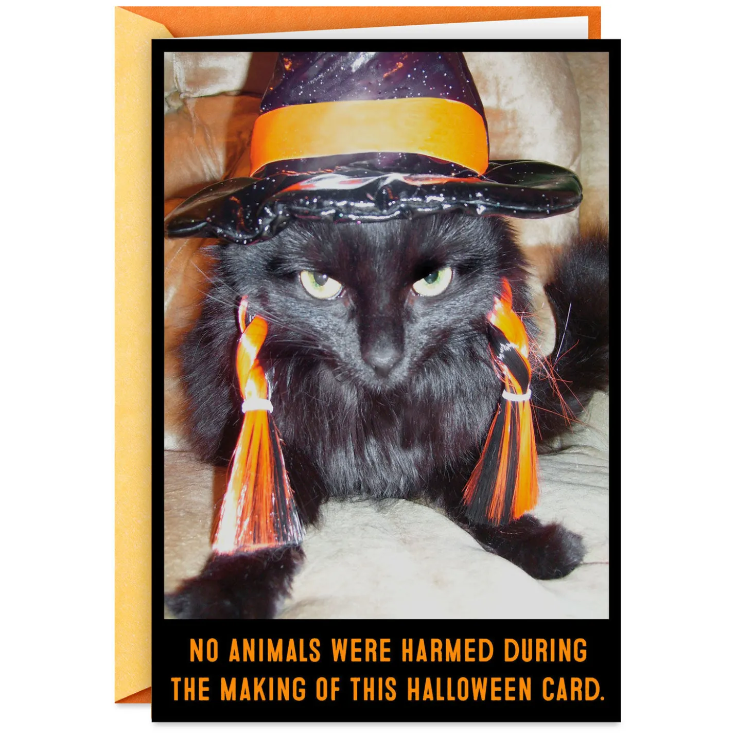 Angry Black Cat in Witch's Hat Funny Halloween Card