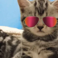 Awesome Cats in Reflective Sunglasses Funny Friendship Card