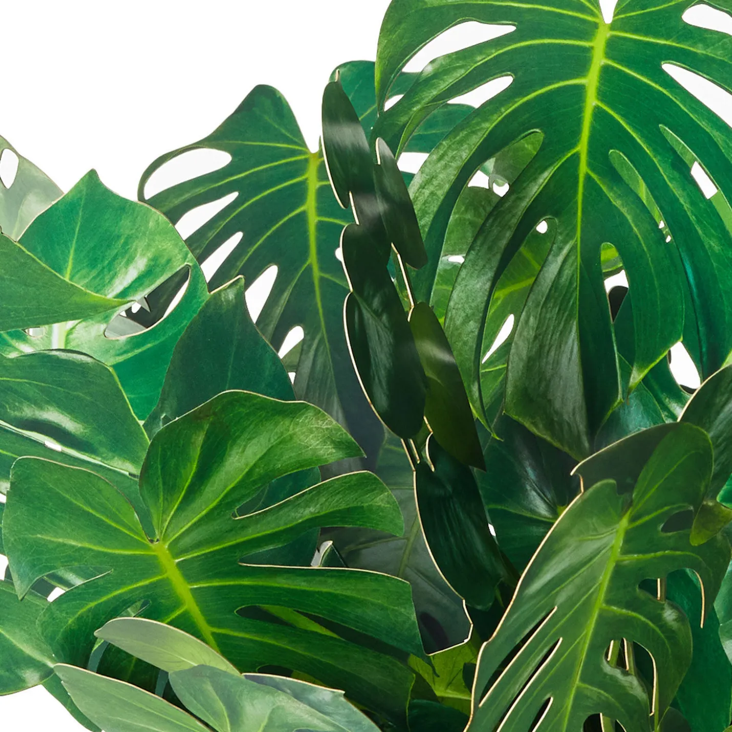 Build-a-Bouquet Monstera Pop-Up Paper Plant