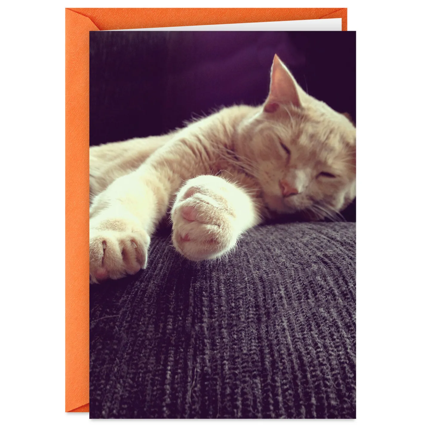 Celebrate Like a Cat Funny Birthday Card