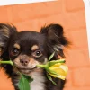 Chihuahua Dog With Flower Blank Card