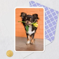 Chihuahua Dog With Flower Blank Card