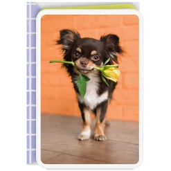 Chihuahua Dog With Flower Blank Card