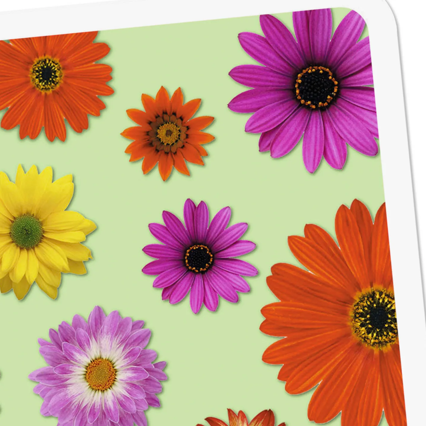 Colorful Daisies Blank Card