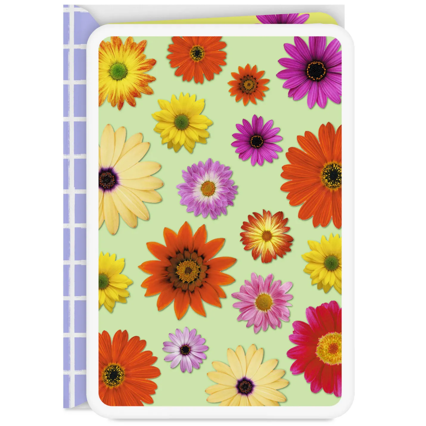 Colorful Daisies Blank Card