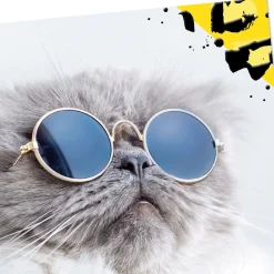 Cool Cat Wearing Sunglasses Blank Card