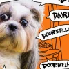 Dog and Doorbell Frenzy Funny Halloween Card