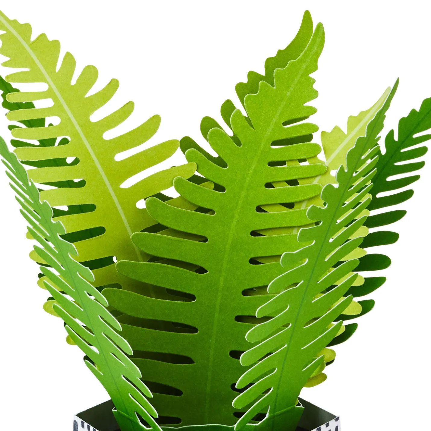 Fern Rooting for You 3D Pop-Up Thinking of You Card