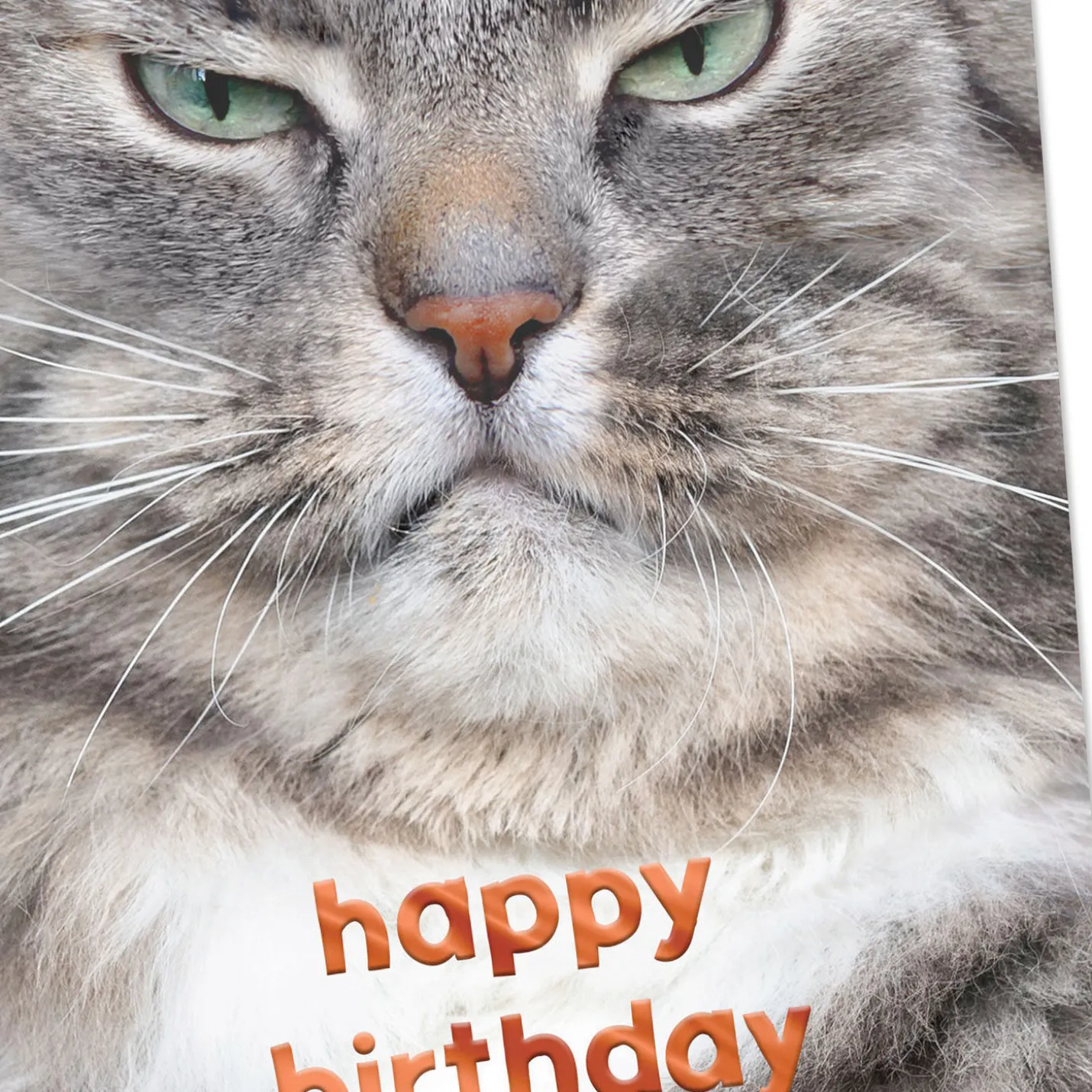 Grumpy Cat Funny Birthday Card