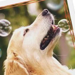 Happy Thoughts Dog With Bubbles Encouragement Card