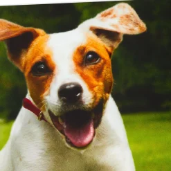 Have an Off-Leash Kind of Day Funny Birthday Card