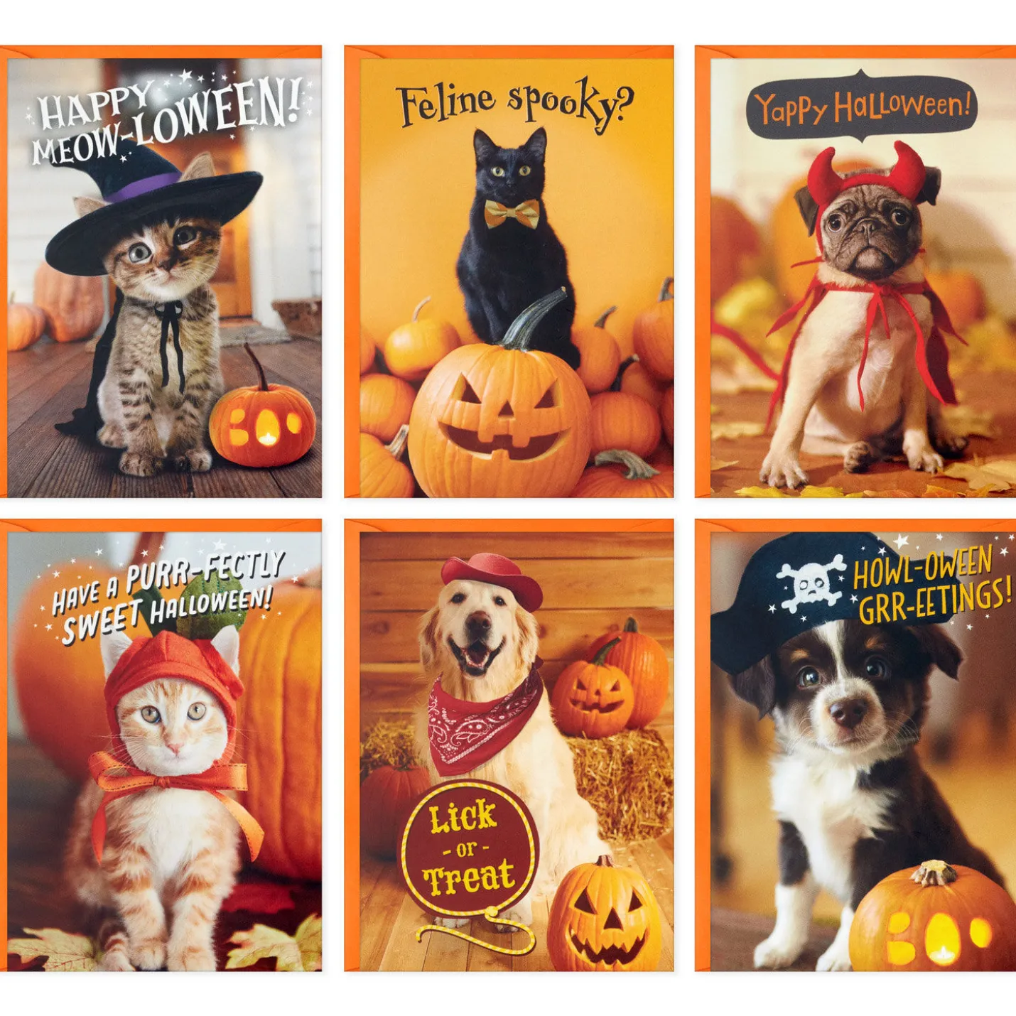 Pet Puns Assortment Boxed Halloween Cards, Pack of 48