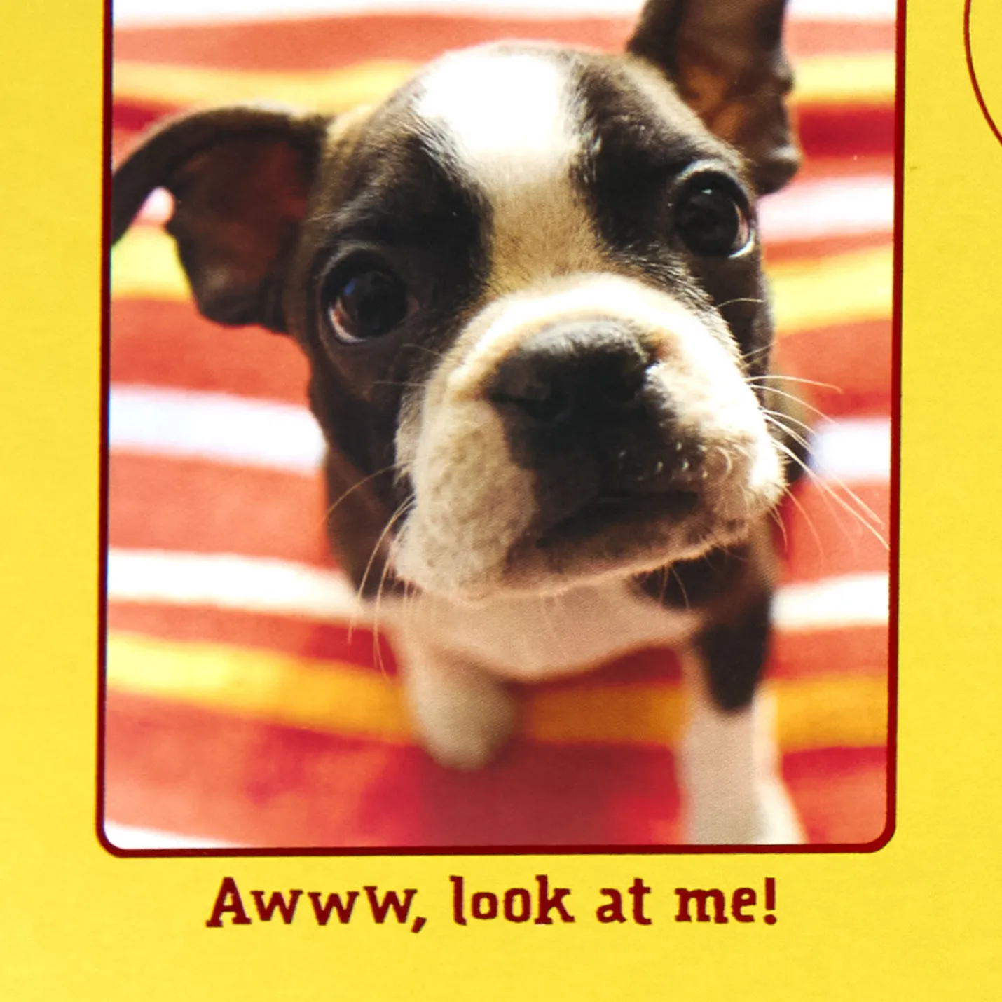 Puppy Pics to Help Forget Getting Older Birthday Card