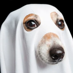 Things That Go Bark in the Night Funny Halloween Card