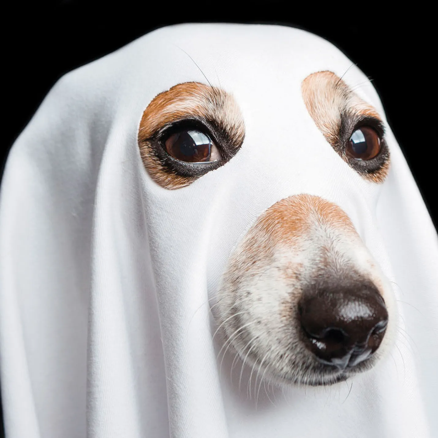 Things That Go Bark in the Night Funny Halloween Card
