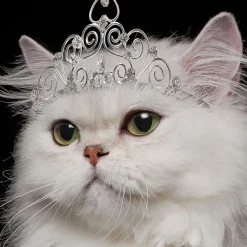 You're the Damn Queen Funny Birthday Card