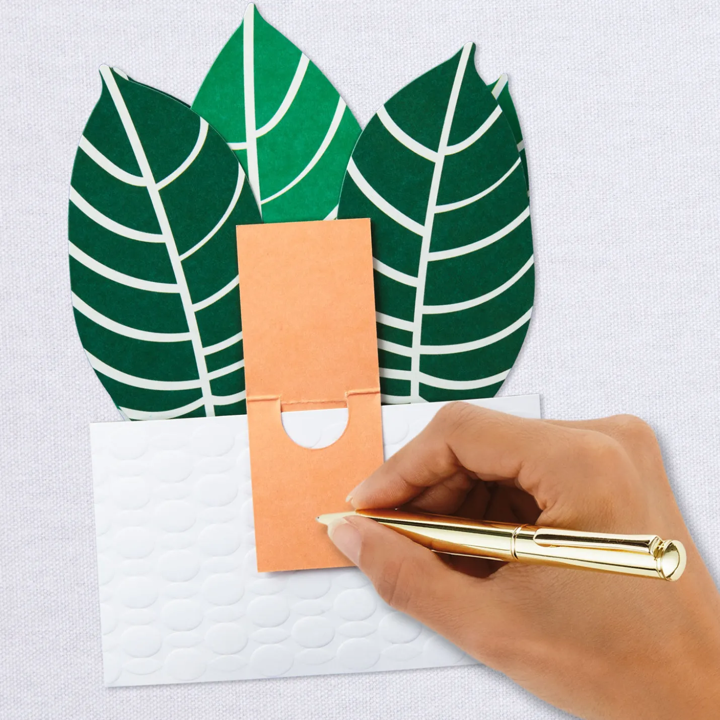 Zebra Plant Own Your Stripes 3D Pop-Up Thinking of You Card