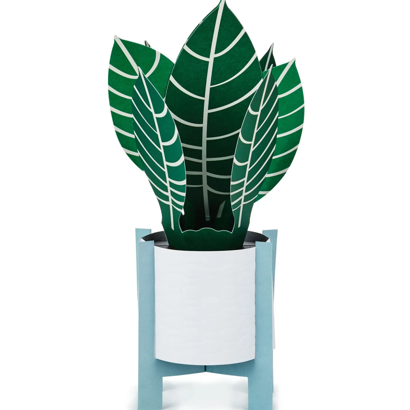 Zebra Plant Own Your Stripes 3D Pop-Up Thinking of You Card