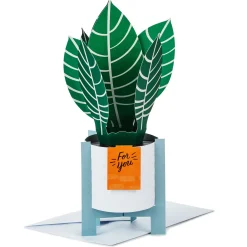 Zebra Plant Own Your Stripes 3D Pop-Up Thinking of You Card