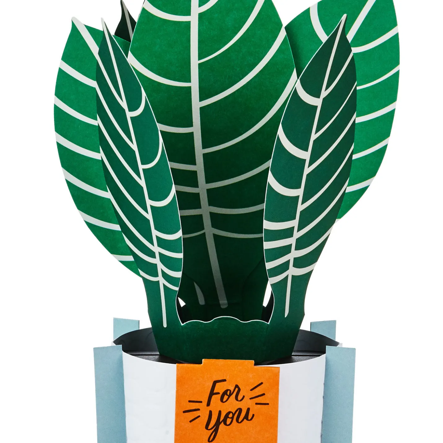 Zebra Plant Own Your Stripes 3D Pop-Up Thinking of You Card